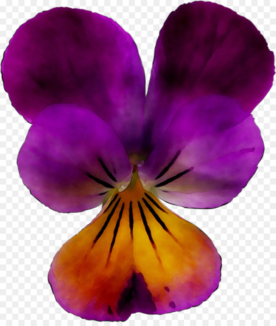 Hercai Menekşe，çiçekli Bitki PNG