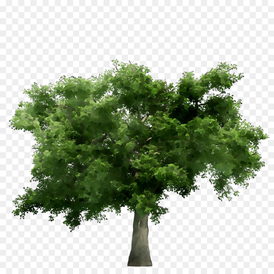 Japon Zelkova，Şube PNG