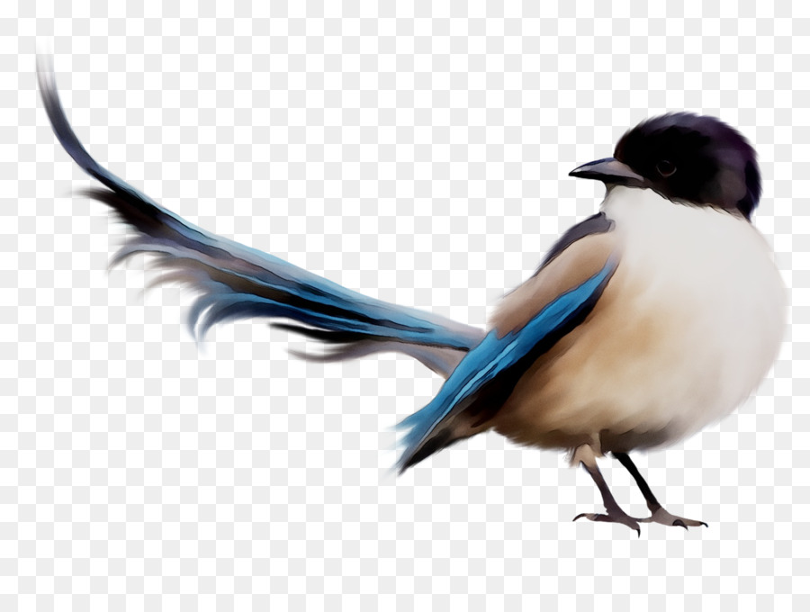 Kuş，Kuş Resimleri PNG