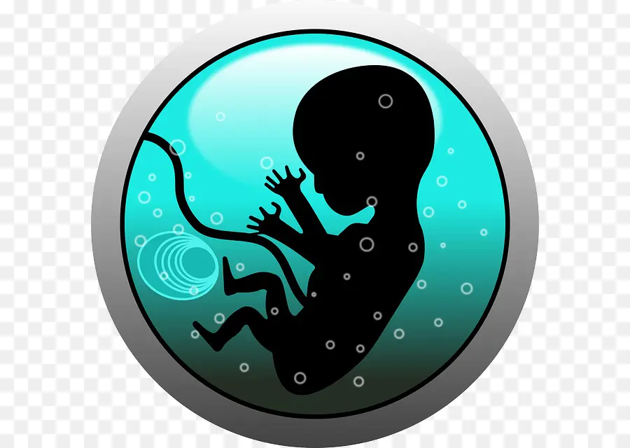 Fetus，Embriyo PNG