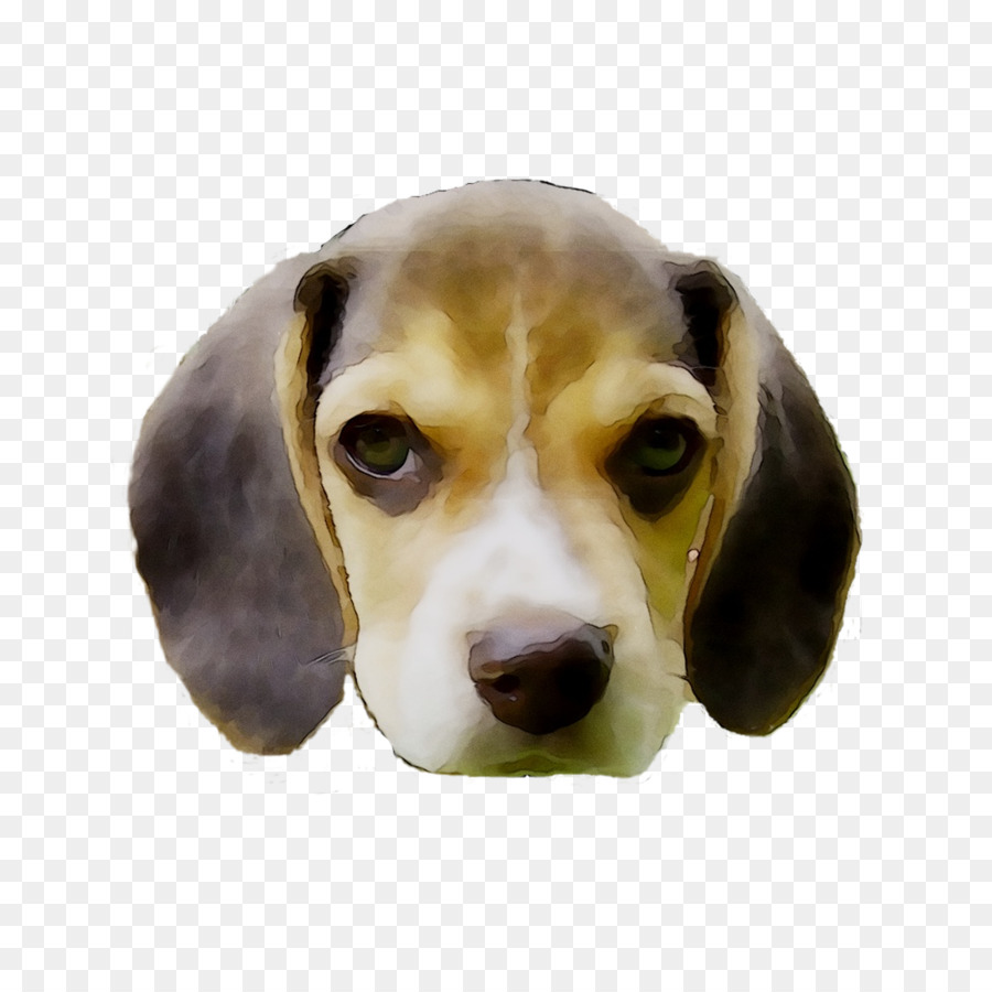 Köpek，Evcil Hayvan PNG