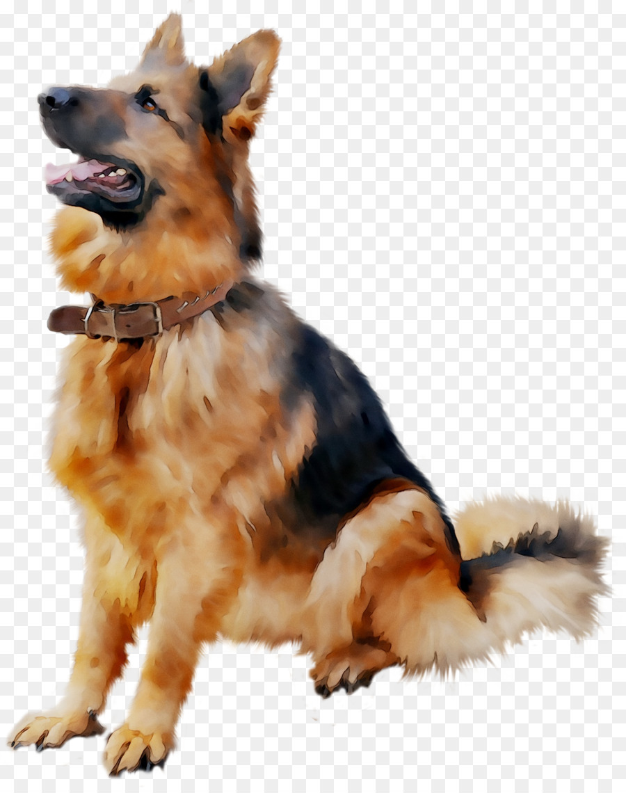 Alman Çoban，Köpek PNG