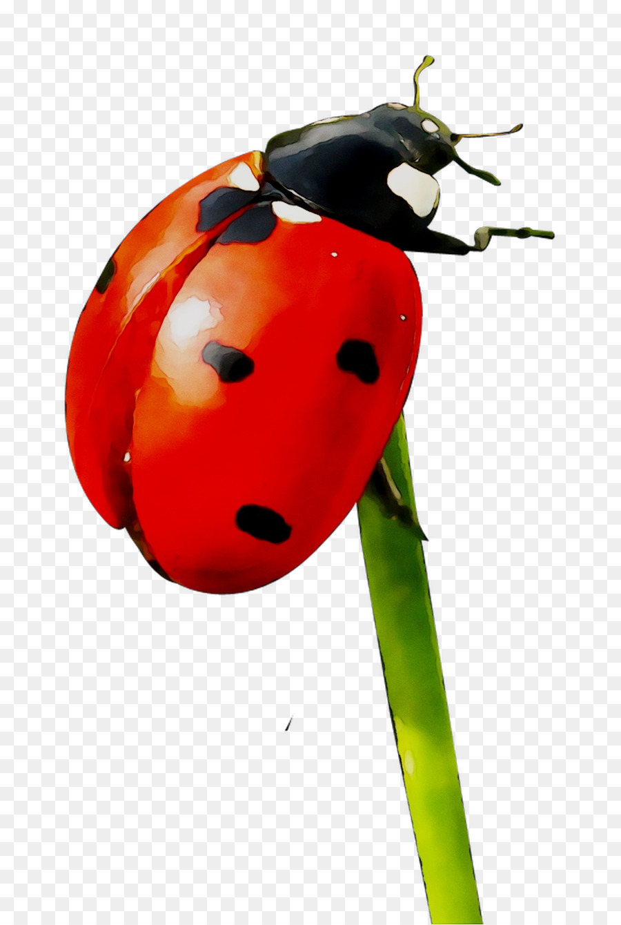 Resim，Ladybird Böceği PNG