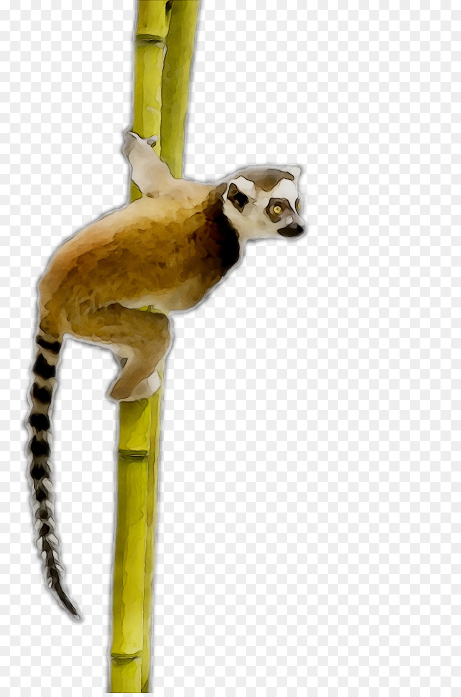 Maymun，Kuyruk PNG