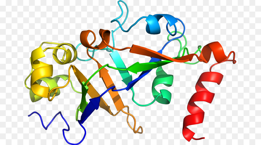 Protein Yapısı，Molekül PNG