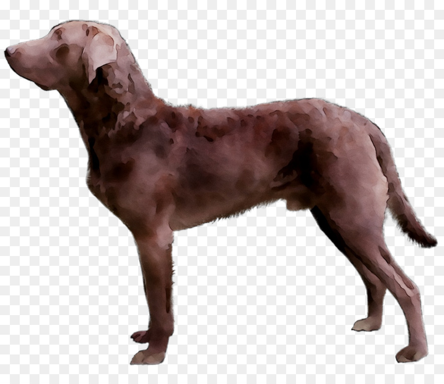 Köpek，Evcil Hayvan PNG