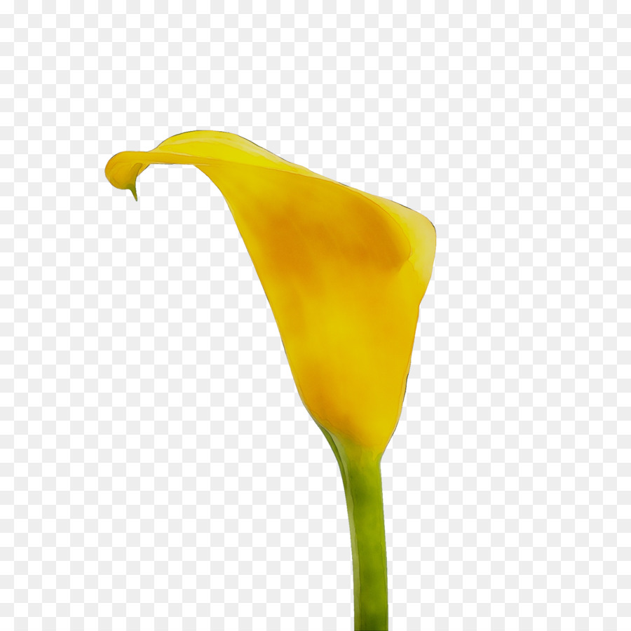 Sarı，Zambağı PNG