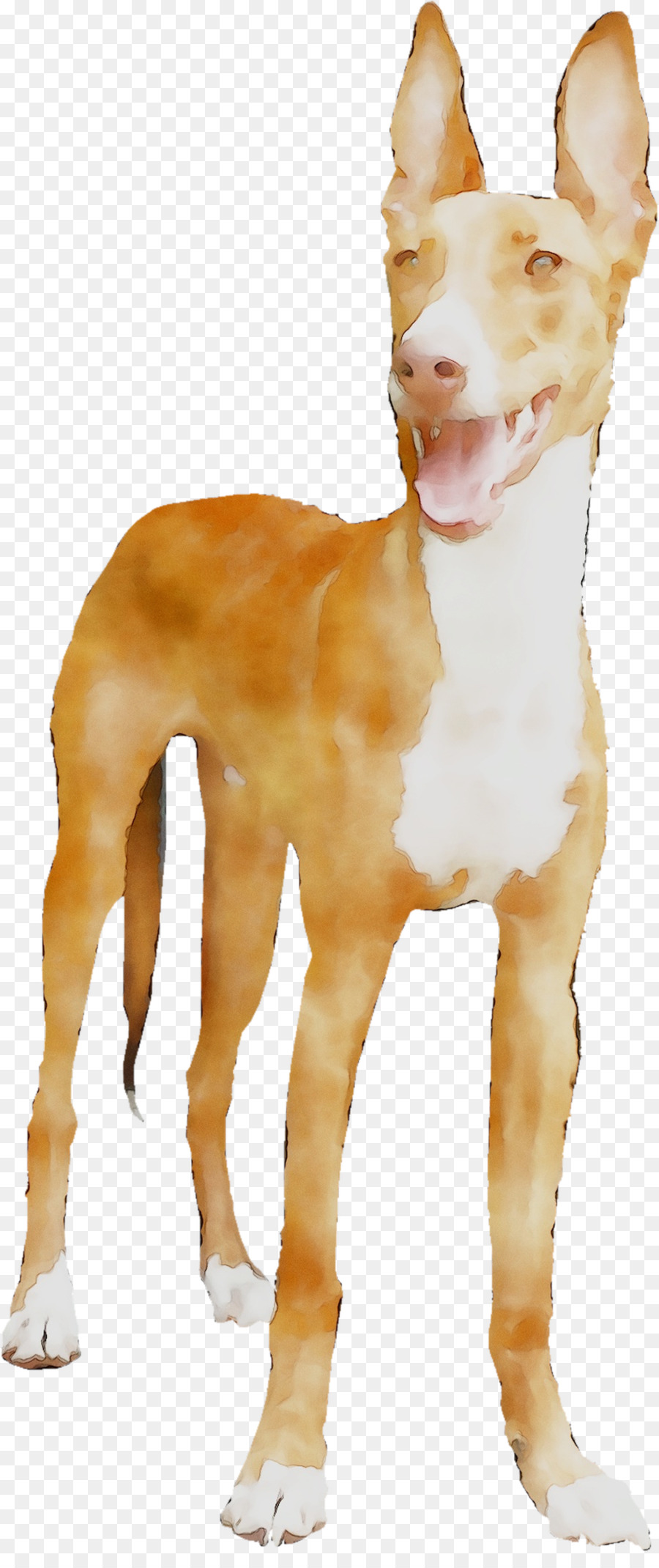 Köpek，Evcil Hayvan PNG