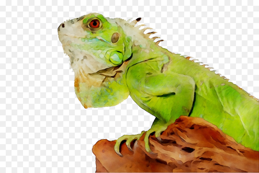 Yeşil İguana，Kertenkele PNG