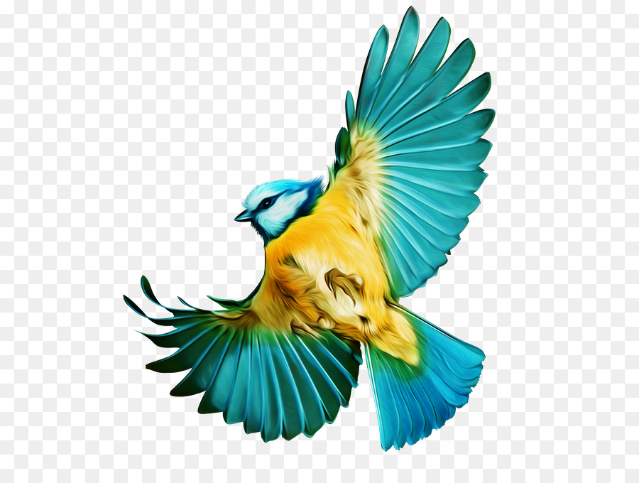 Kuş，Uçuş PNG