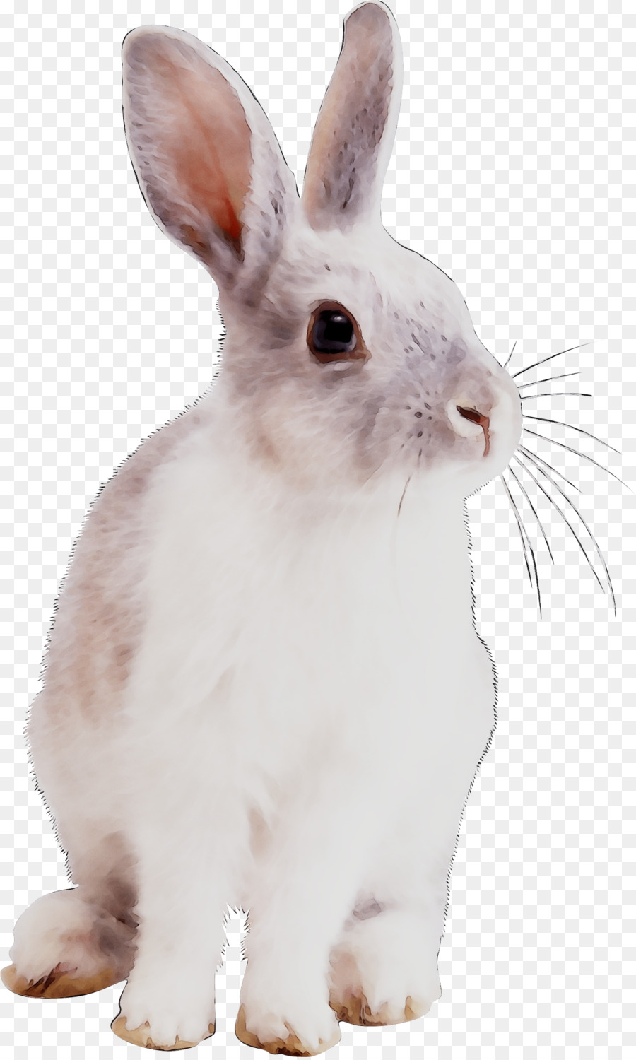 Yerli Tavşan，Tavşan PNG