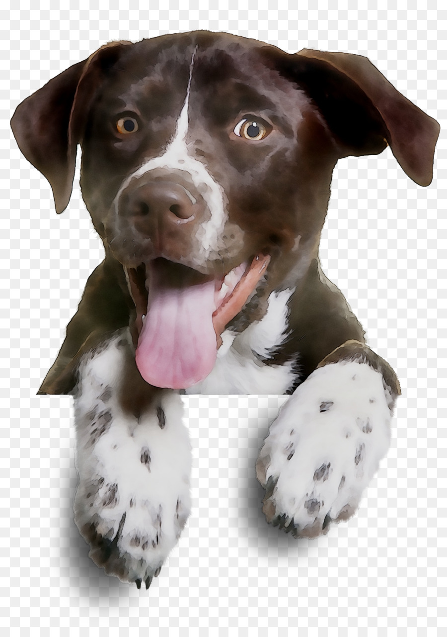 Köpek，Evcil Hayvan PNG