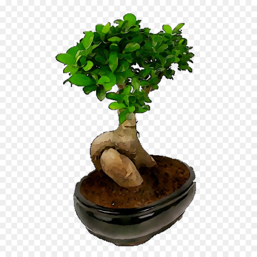 Çin Tatlı Erik，Bonsai PNG