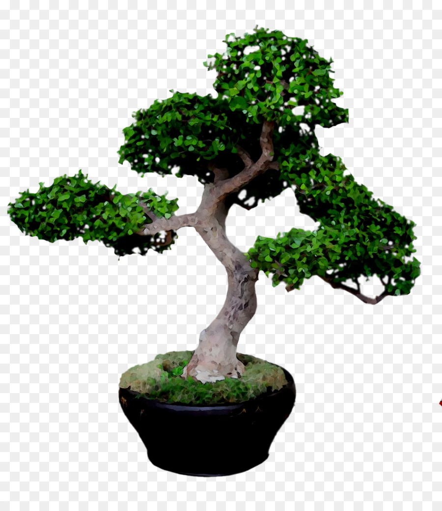 Bonsai Ağacı，Minyatür PNG