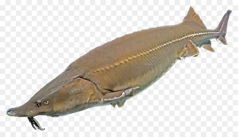 Beluga，Balık PNG