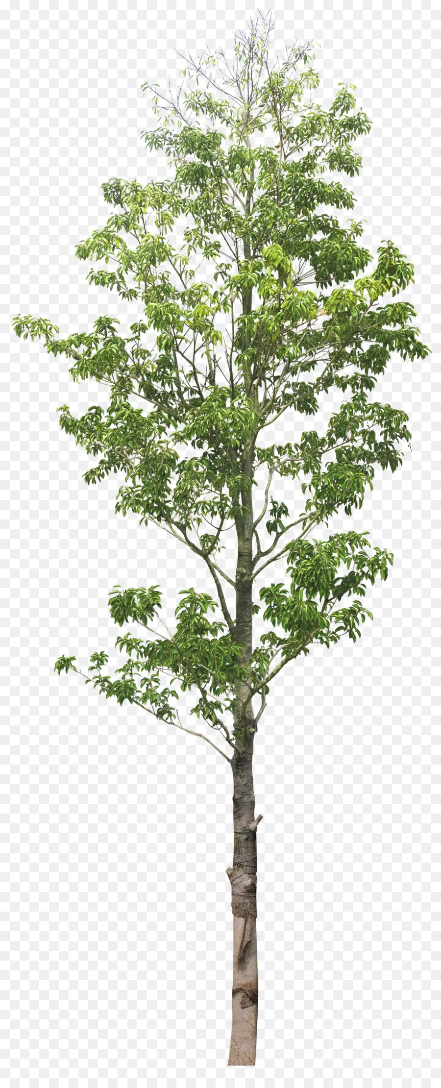 Ağaç，Tilia Platyphyllos PNG