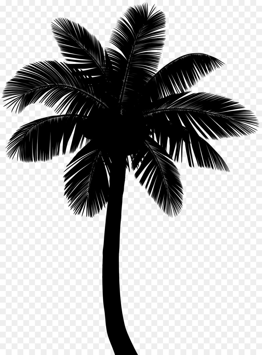 Asya Palmyra Palm，Hindistan Cevizli PNG