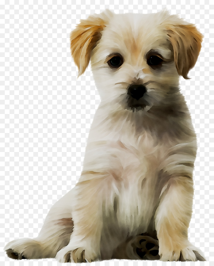 Sevimli Kabarık Köpek，Evcil Hayvan PNG