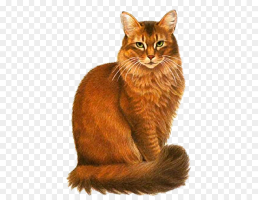 Siyam Kedisi，Kedi PNG