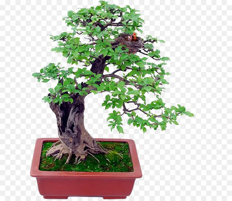 Bonsai Ağacı，Ağaç PNG