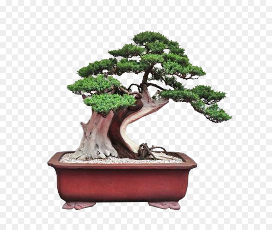 Bonsai Ağacı，Saksı PNG