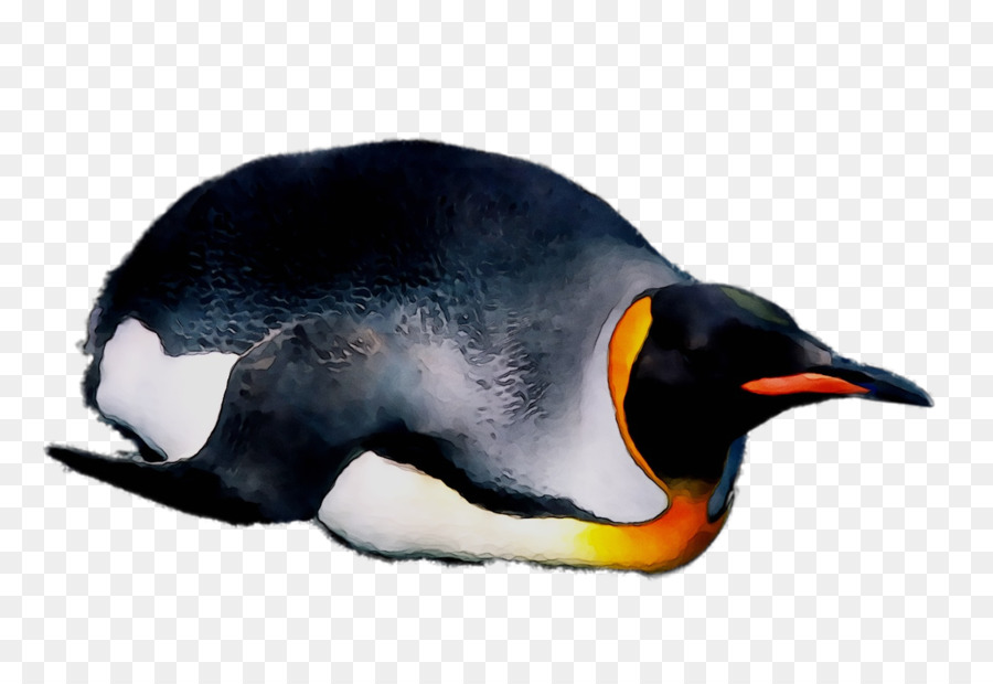 Penguen，Kuş PNG