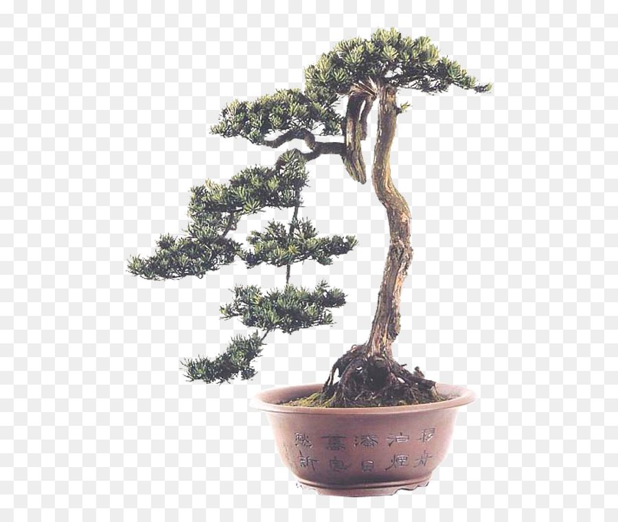 Bonsai Ağacı，Saksı PNG