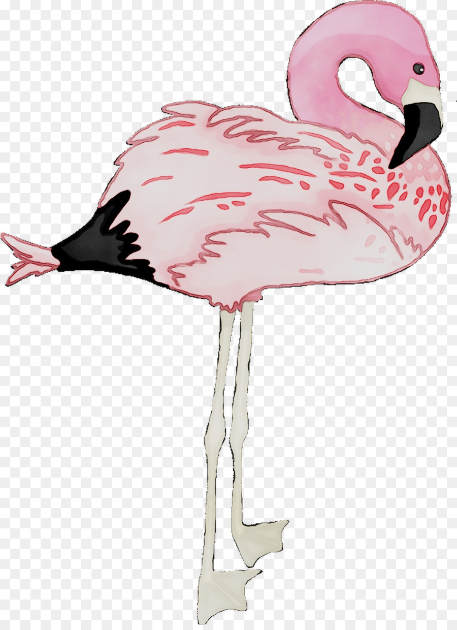 Flamingo，Kuş PNG