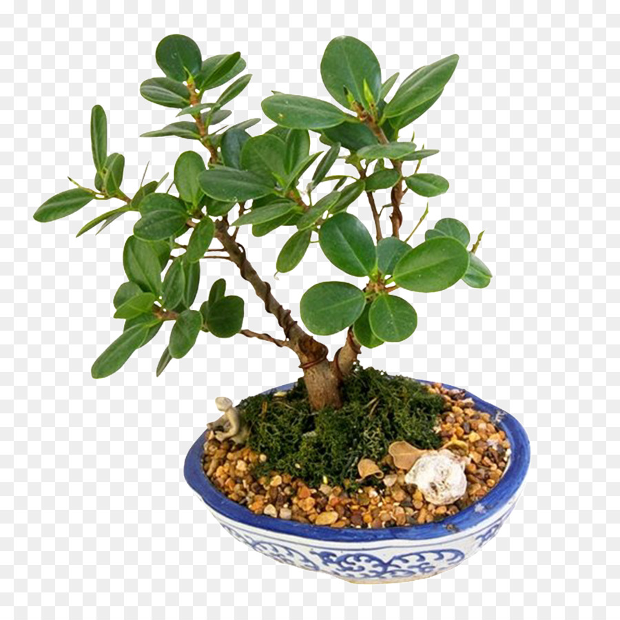 Banyan，Bonsai PNG