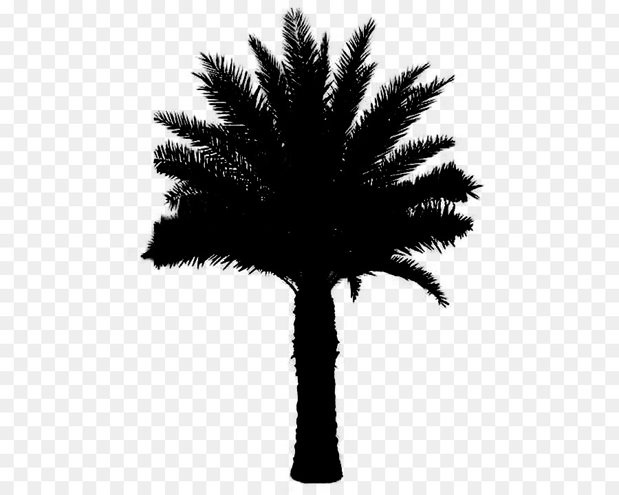 Asya Palmyra Palm，Siyah Beyaz M PNG