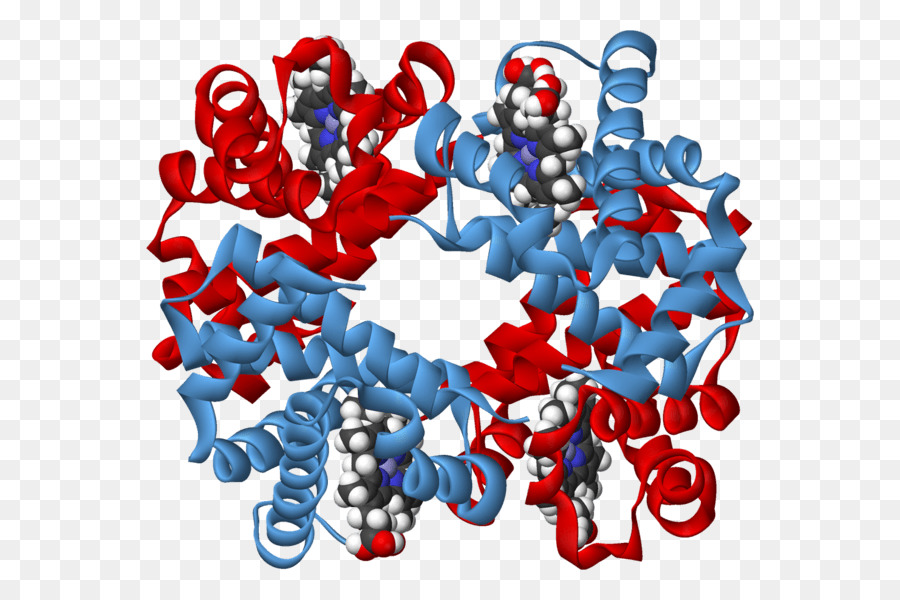 Protein Yapısı，Molekül PNG