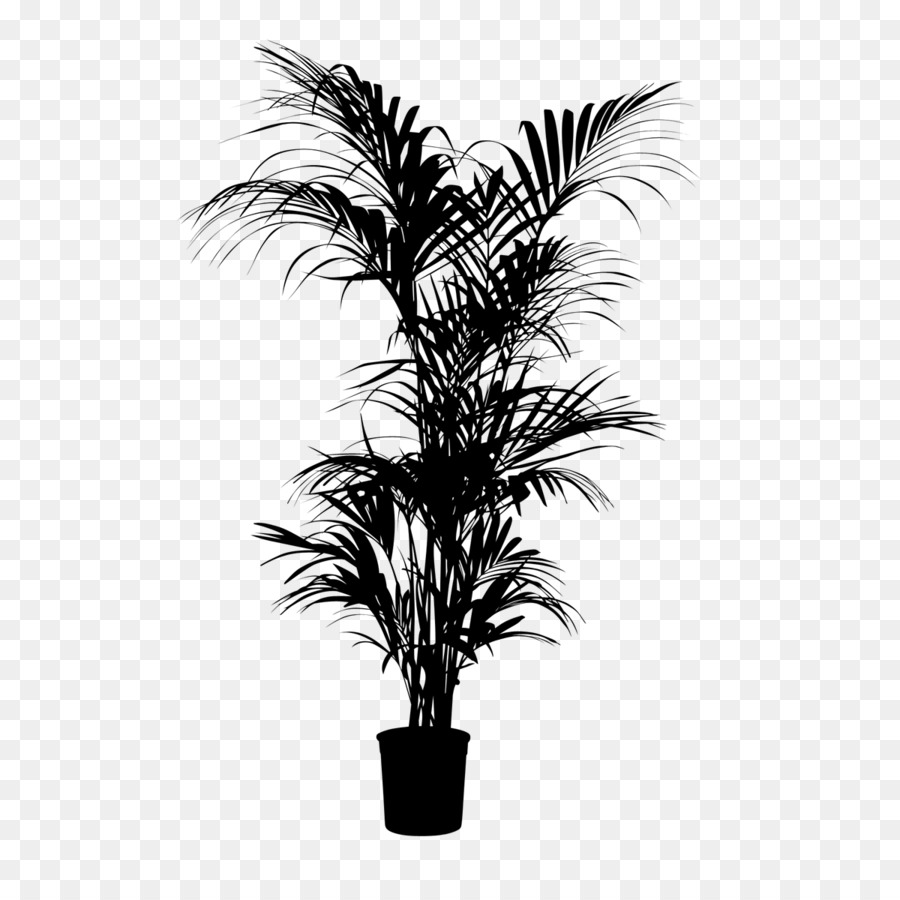 Asya Palmyra Palm，Babassu PNG