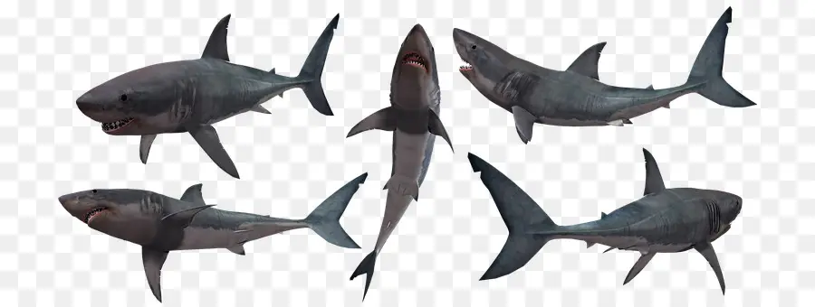 Köpekbalığı，Büyük Beyaz Köpekbalığı PNG