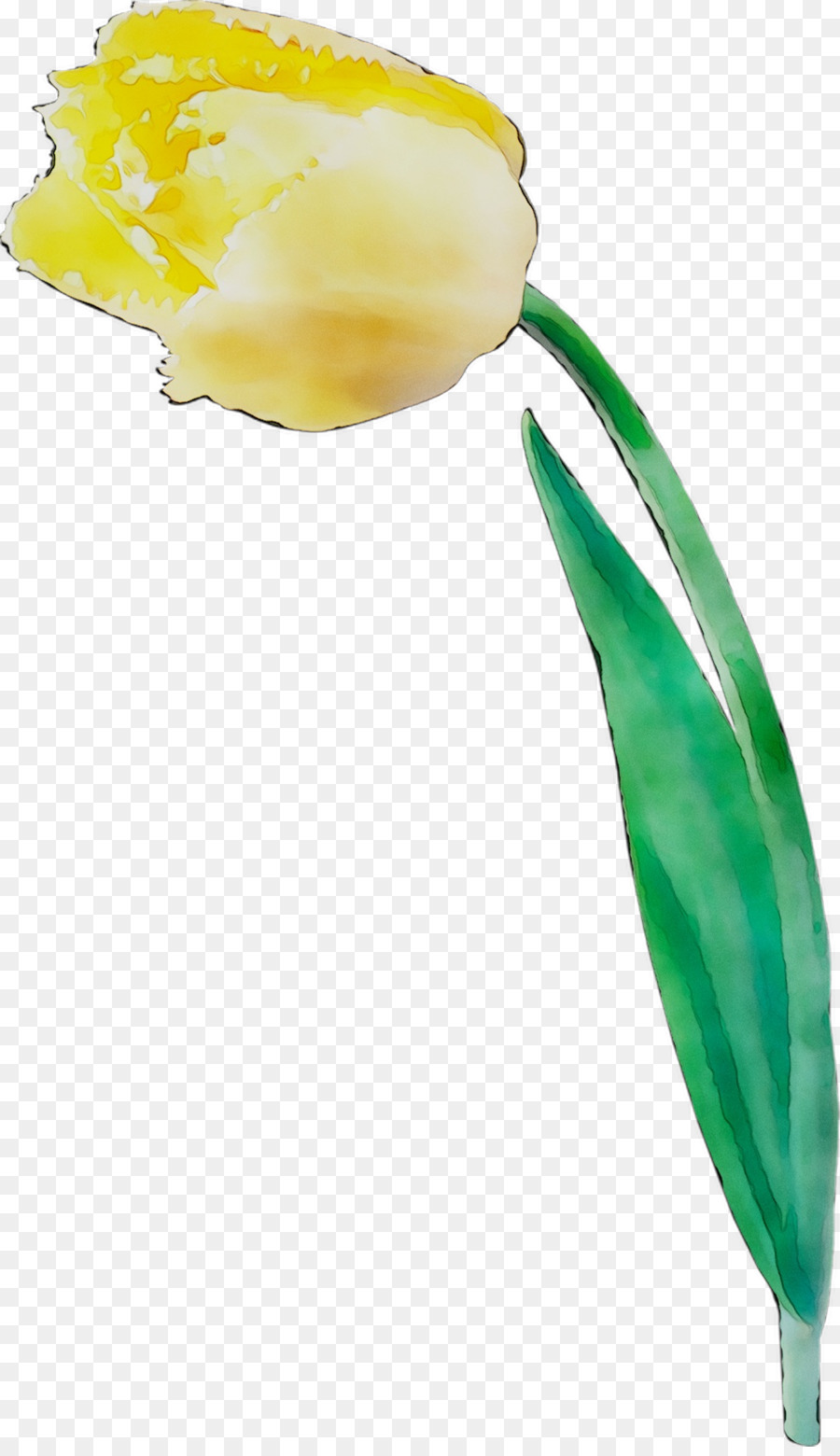 Lale，Kesme çiçekler PNG