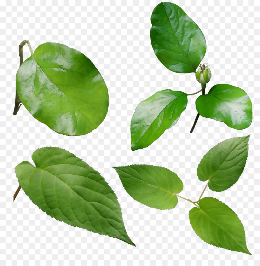Yaprak，şifalı Bitkiler PNG