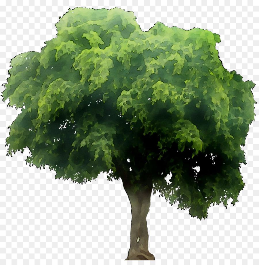 Yeşiller，Ağaç PNG