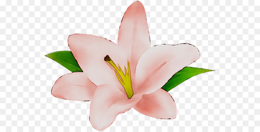 Kesme çiçekler，Pembe M PNG