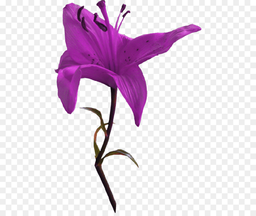 çiçek，Mor PNG