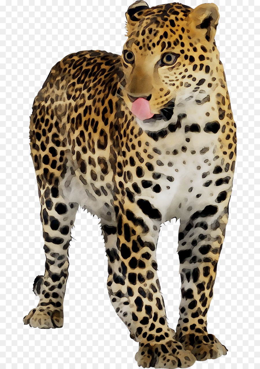 Leopar，Noktalar PNG