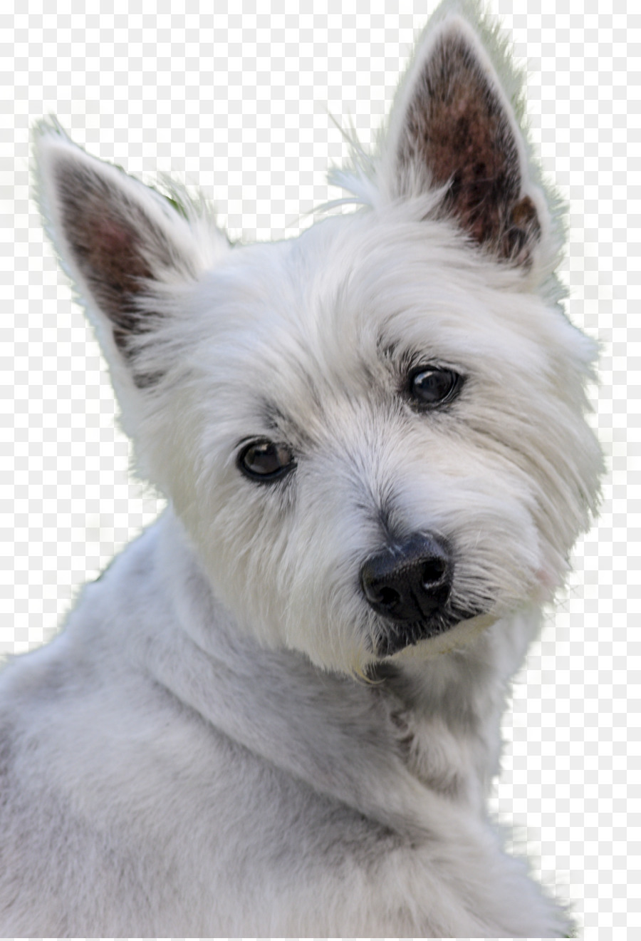 West Highland Beyaz Terrier，Cairn Terrier PNG