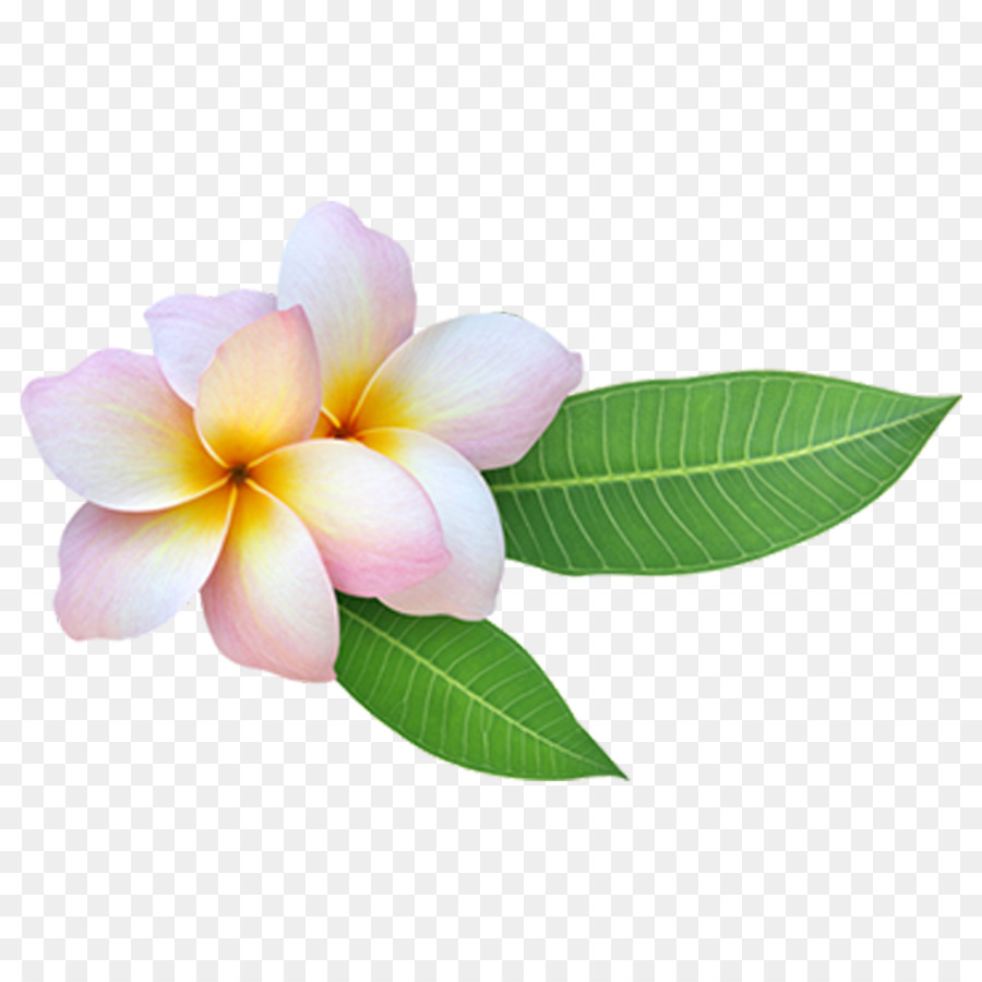 Plumeria'nın çiçekleri，Çiçeği PNG