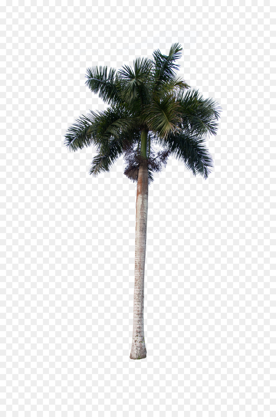 Asya Palmyra Palm，Hindistan Cevizi PNG