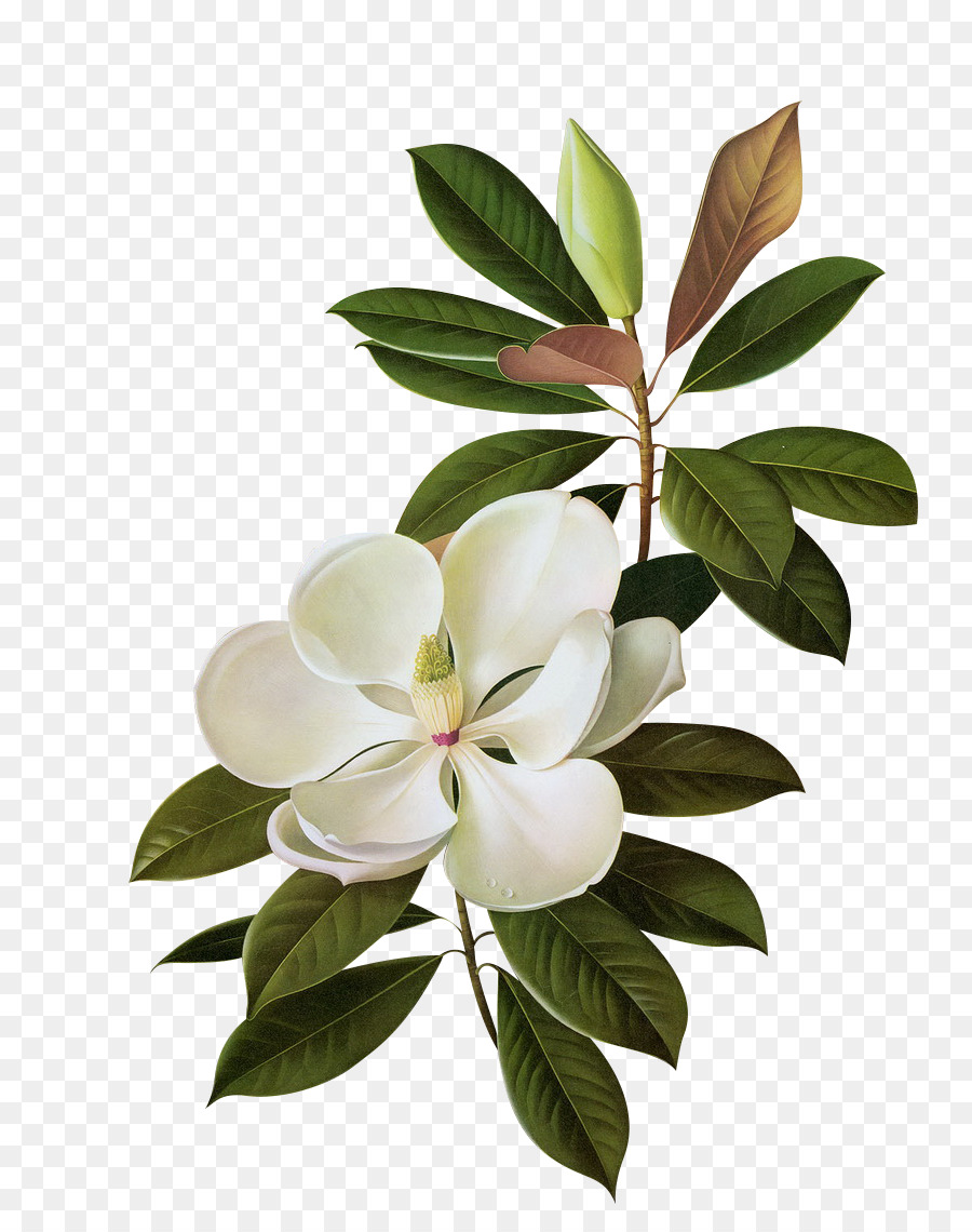 Güney Manolya，çiçek PNG