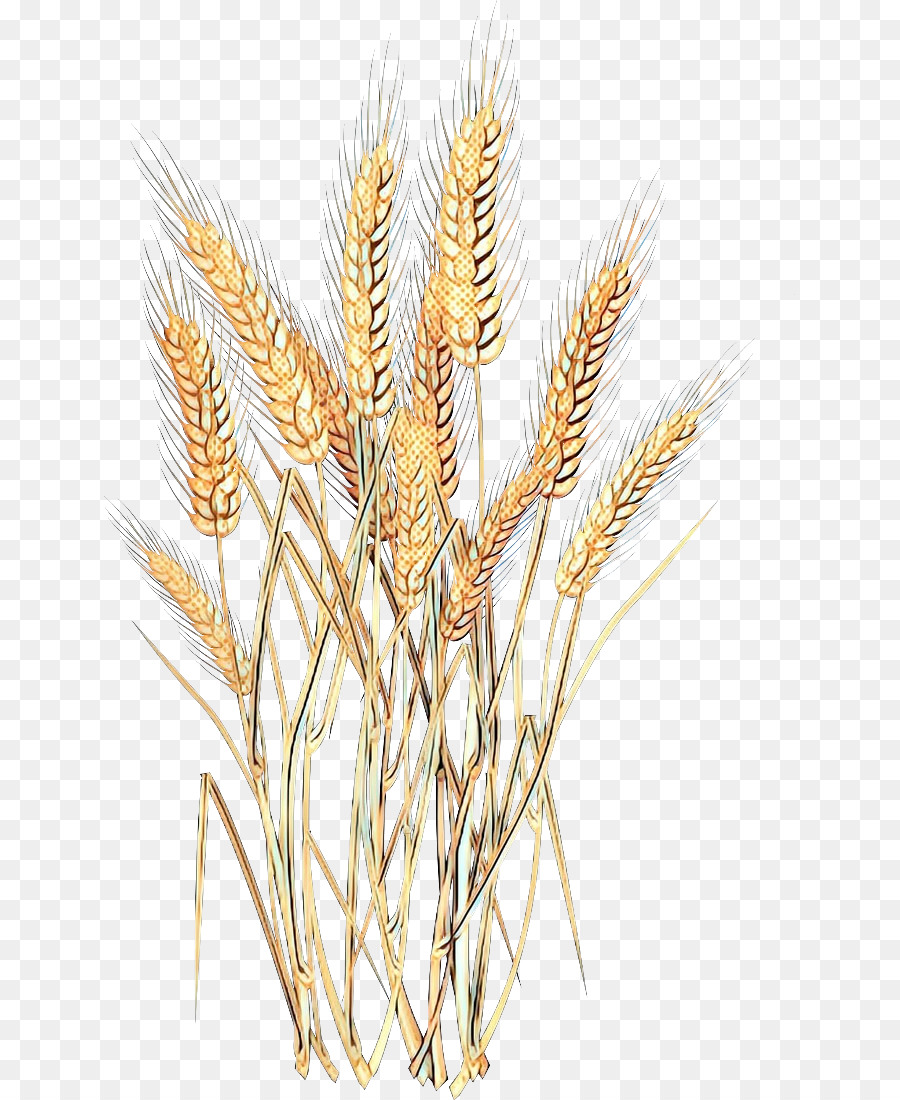 Dayanıklı，Ekmeklik Buğday PNG