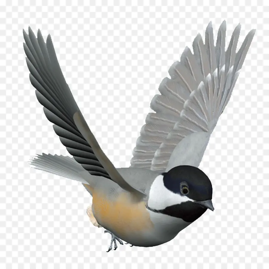 Kuş，Kuş Besleyiciler PNG