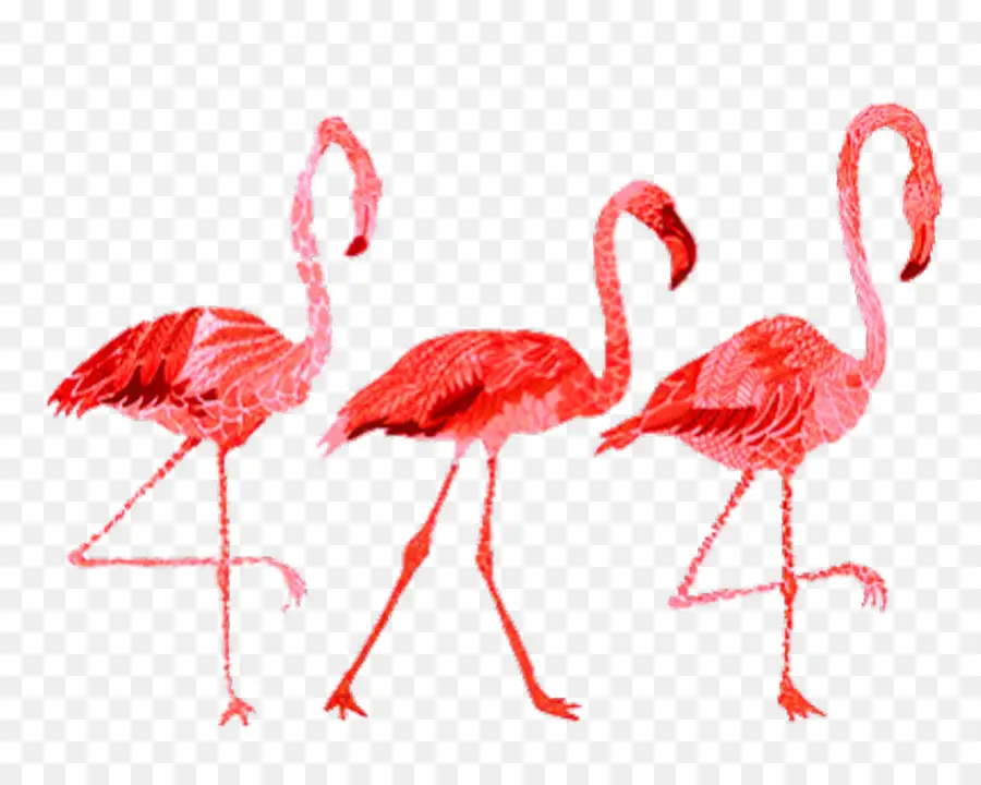 Flamingo，Resim PNG
