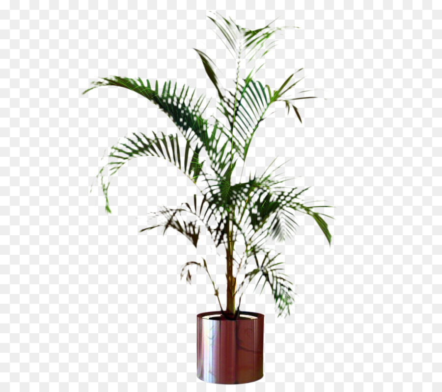 Palmiye Ağaçları，Saksı PNG