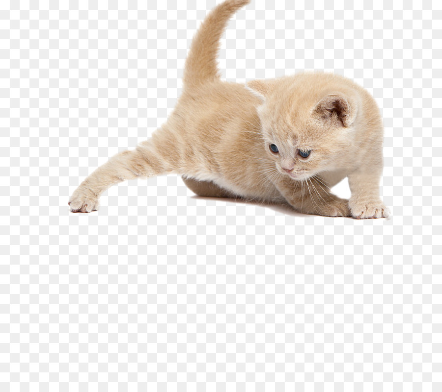 Kedi，Kedi Oyuncakları PNG