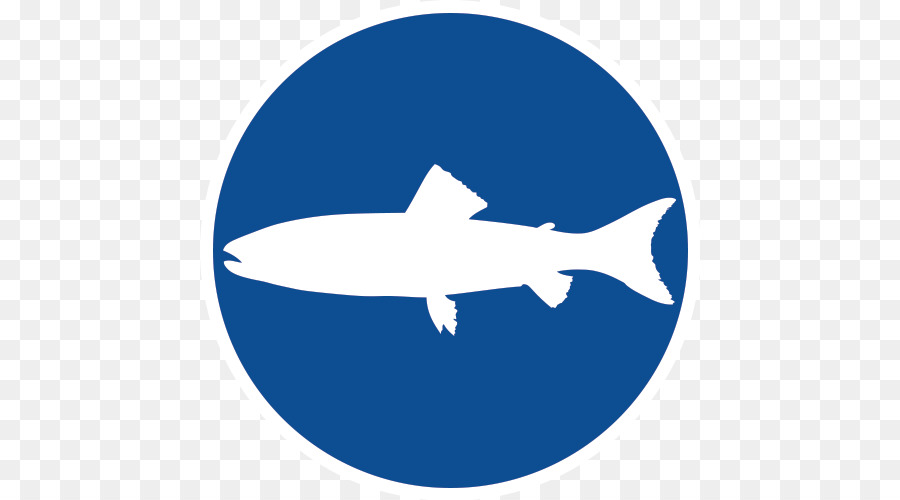 Vikipedi，Köpekbalığı PNG