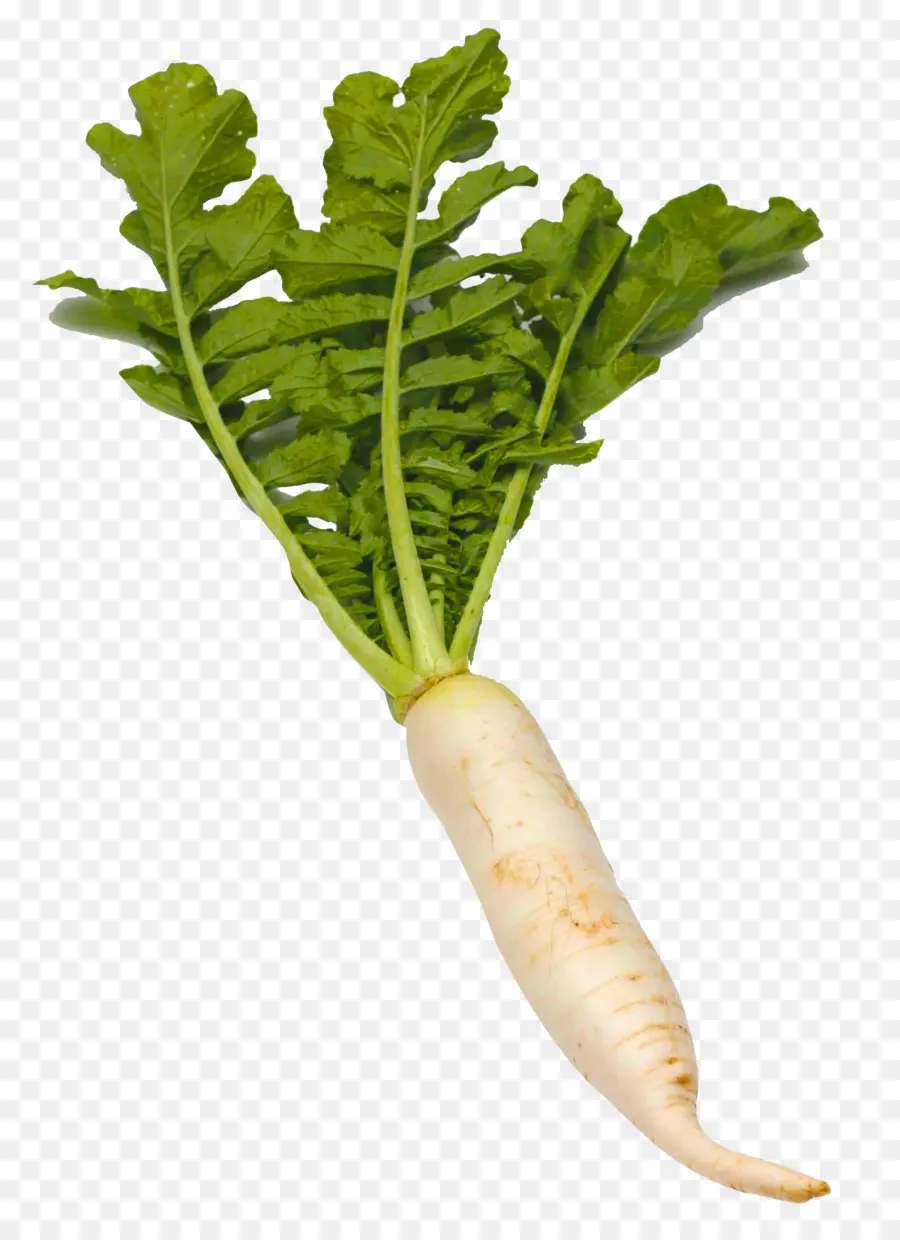 Daikon，Sebze PNG